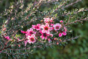 Leptospermum Scoparium 'Blossom'
